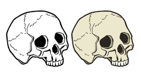 Human skull illustration, color and line drawingのイラスト素材