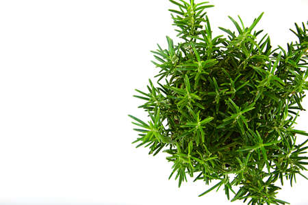 Isolated Fresh Green Tarragon Spice Studio Photoの写真素材