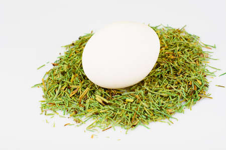Egg on Grass Studio Photo on Easter Themeの写真素材