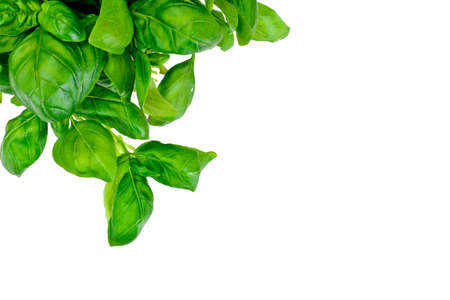 Green Fresh Basil Isolated on White. Studio Photo