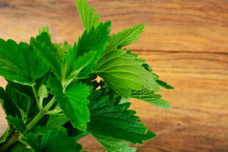 Fresh Green Mint, Lemon Balm Studio Photo