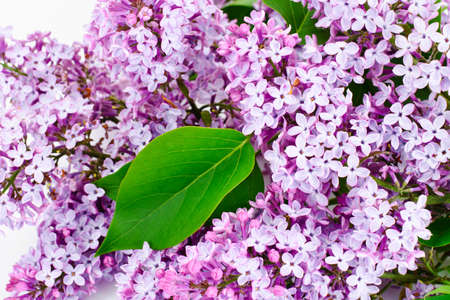 Spring Flowers of Lilac Studio Photo