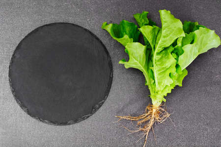 Green Fresh Lettuce with Empty Plate and Place for Your Text Studio Photo