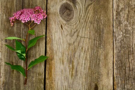 Pink Spirea Flower on a Wooden Rustic Background Studio Photoの写真素材