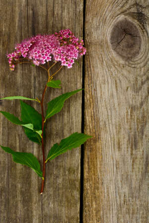 Pink Spirea Flower on a Wooden Rustic Background Studio Photo