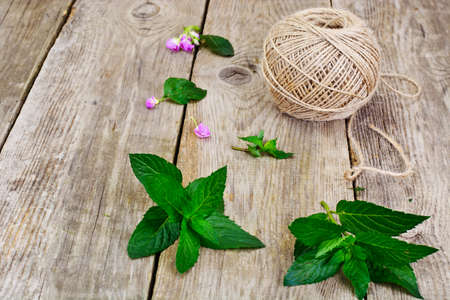 Mint Leaves on Wood Rustic Background Studio Photoの写真素材