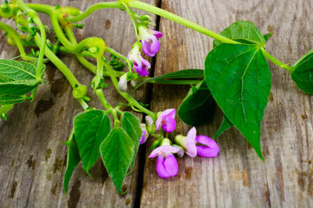 Asparagus Beans, Leaves and Flowers Studio Photoの写真素材