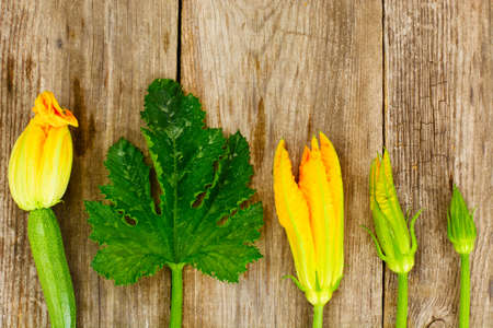 Zucchini Flowers on a Wooden Background Studio Photoの写真素材
