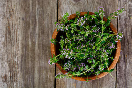 Flowers and Stems of Thyme Studio Photoの写真素材