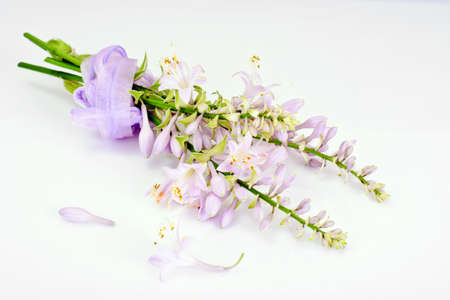 Flowers Hosts Natural on White Studio Photoの写真素材