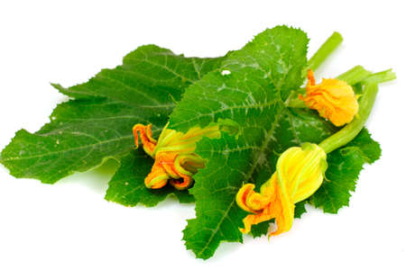 Fresh Green Zucchini with Leaves and Flowers Studio Photoの写真素材