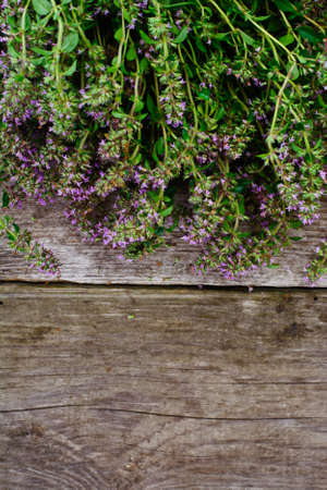 Flowers and Stems of Thyme Studio Photoの写真素材