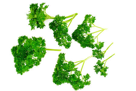 Parsley on White Background Studio Photoの写真素材