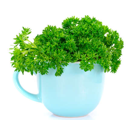 Parsley on White Background Studio Photoの写真素材