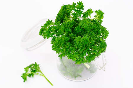 Parsley on White Background Studio Photoの写真素材