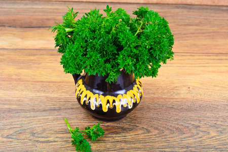 Parsley on White Background Studio Photoの写真素材