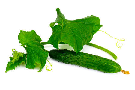 Fresh Green Cucumbers Isolated on White Background Studio Photoの写真素材