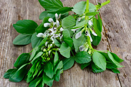 Leaves and Flowers of the Bean Studio Photoの写真素材