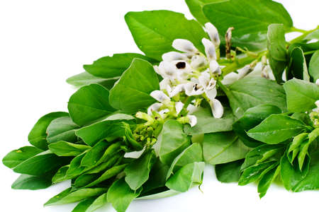 Leaves and Flowers of the Bean Studio Photoの写真素材