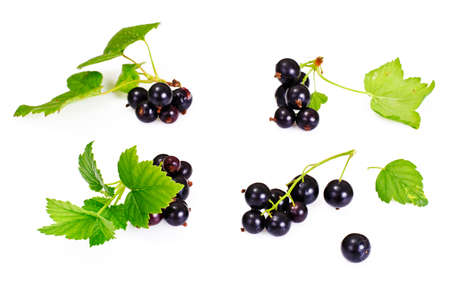 Fresh Juicy Blackcurrant Studio Photoの写真素材