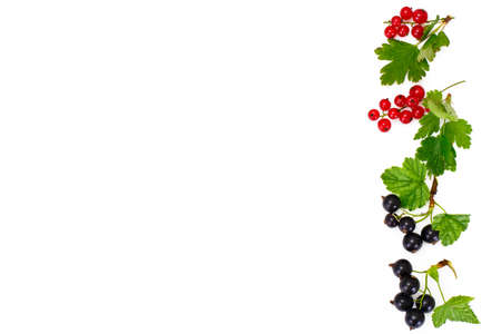 Red and Black Currants Isolated on White Backgroundの写真素材
