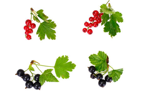 Red and Black Currants Isolated on White Backgroundの写真素材