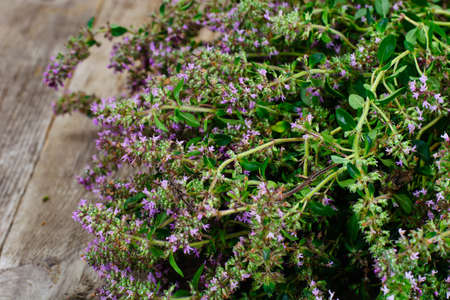 Flowers and Stems of Thyme Studio Photoの写真素材