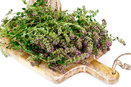 Flowers and Stems of Thyme Studio Photoの写真素材