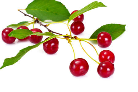 Ripe Juicy Cherries on White Background Studio Photoの写真素材