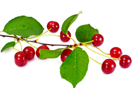 Ripe Juicy Cherries on White Background Studio Photoの写真素材