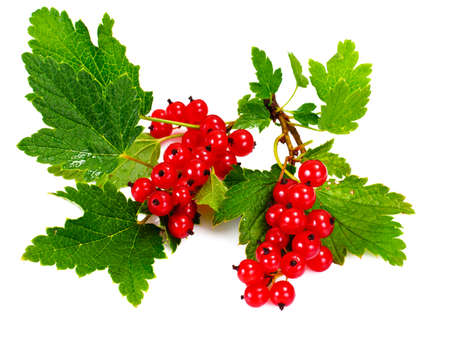 Red Currants Isolated on White Backgroundの写真素材