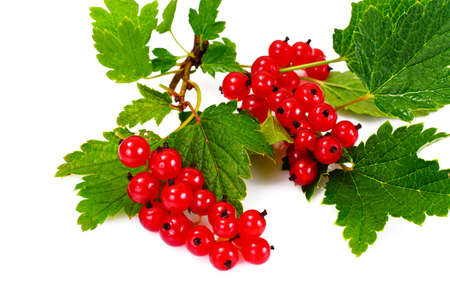 Red Currants Isolated on White Backgroundの写真素材