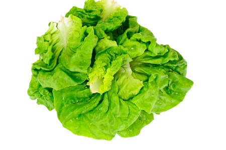 Green Fresh Lettuce Studio Photoの写真素材