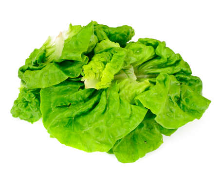 Green Fresh Lettuce Studio Photoの写真素材