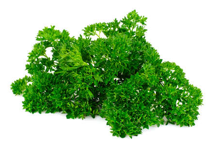 Parsley on White Background Studio Photoの写真素材