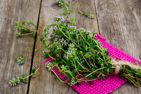 Flowers and Stems of Thyme Studio Photoの写真素材