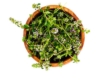 Flowers and Stems of Thyme Studio Photoの写真素材