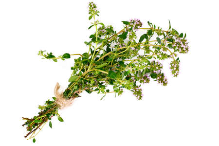 Flowers and Stems of Thyme Studio Photoの写真素材