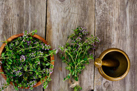 Flowers and Stems of Thyme Studio Photoの写真素材