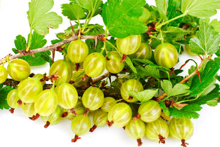 Ripe Green Gooseberry on a White Background Studio Photoの写真素材