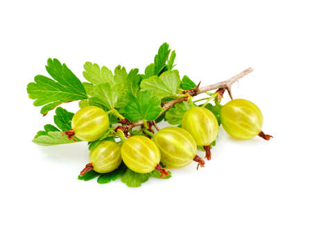 Ripe Green Gooseberry on a White Background Studio Photoの写真素材