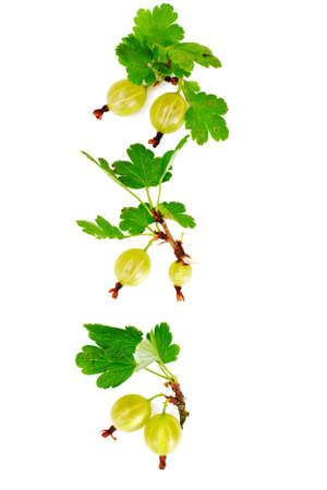 Ripe Green Gooseberry on a White Background Studio Photoの写真素材