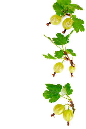 Ripe Green Gooseberry on a White Background Studio Photoの写真素材
