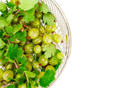 Ripe Green Gooseberry on a White Background Studio Photoの写真素材