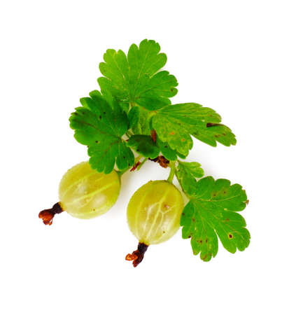Ripe Green Gooseberry on a White Background Studio Photoの写真素材