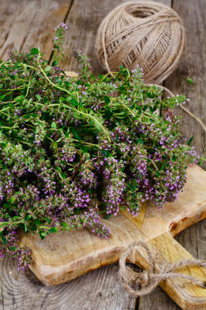 Flowers and Stems of Thyme Studio Photoの写真素材
