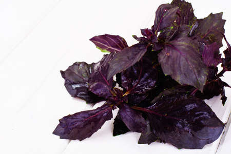 Basil Leaves Isolated on White Background Studio Photoの写真素材