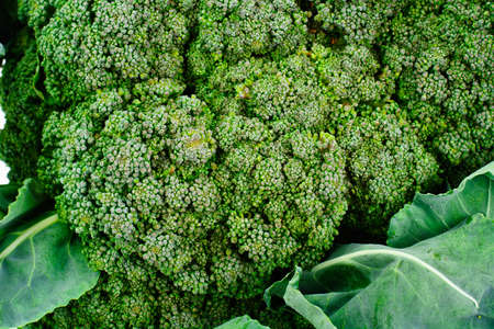 Fresh Juicy Green Broccoli on White Background Studio Photoの写真素材