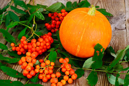 Thanksgiving Day Background with Pumpkins, Ears on Gray Boardsの写真素材