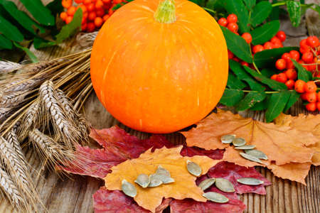 Thanksgiving Day Background with Pumpkins, Ears on Gray Boardsの写真素材